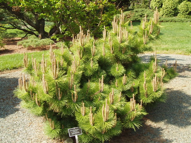 Pinus thunbergii 