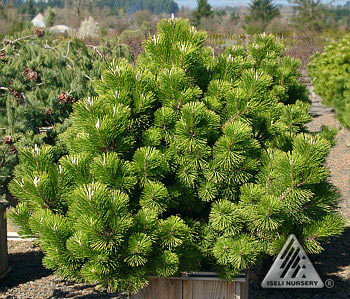 Pinus thunbergii 
