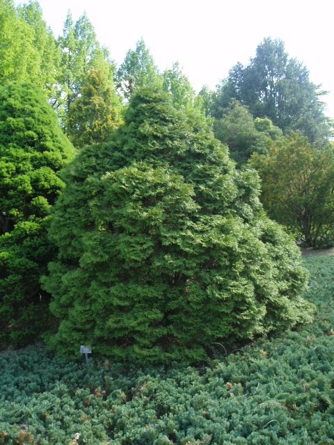 Thuja occidentalis 
