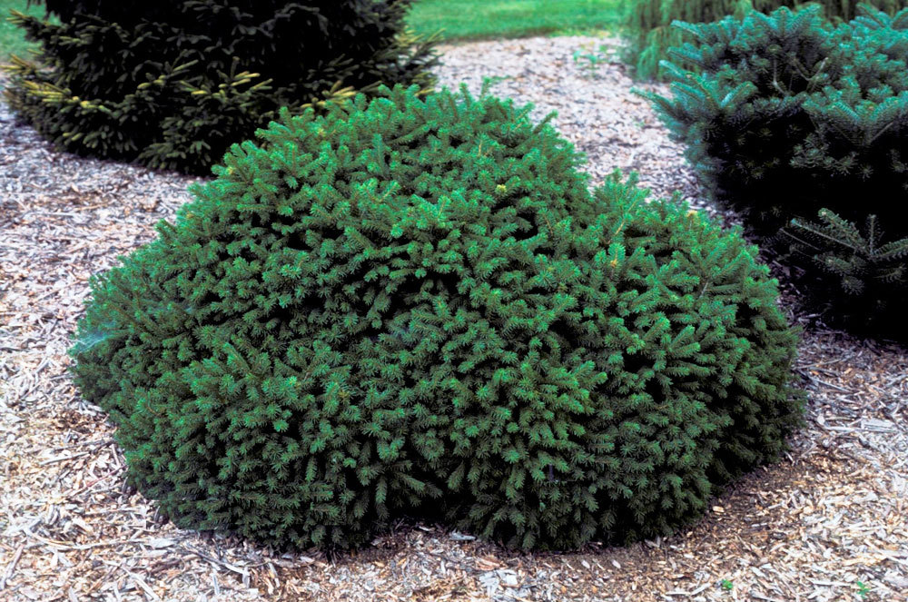 Picea abies 