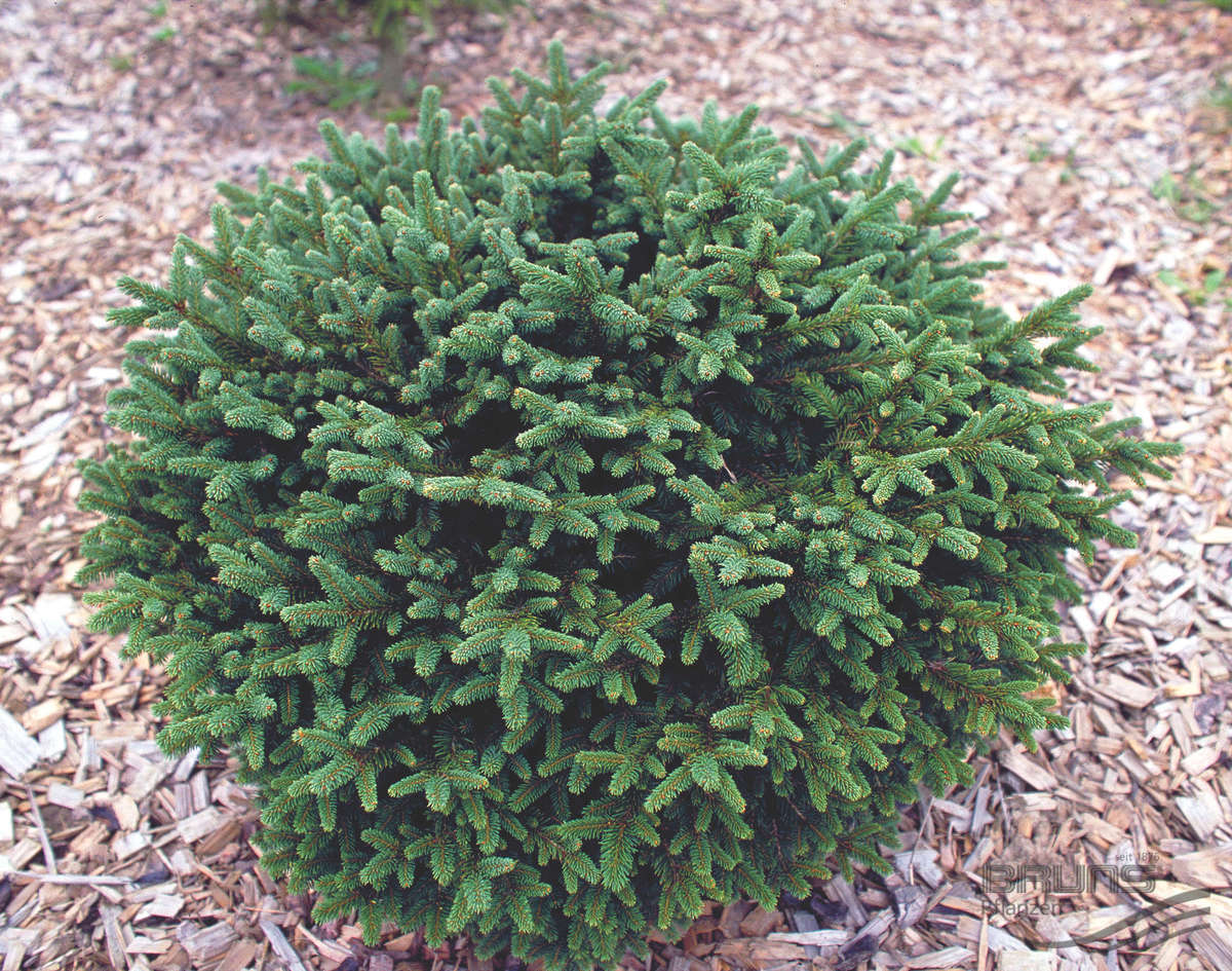 Picea abies 