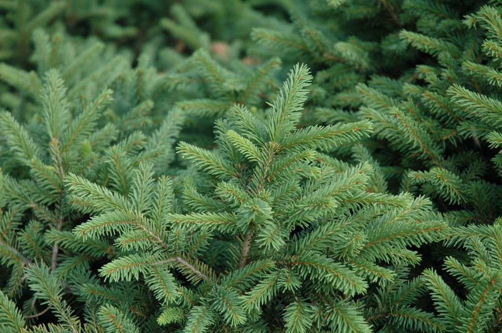 Picea abies 