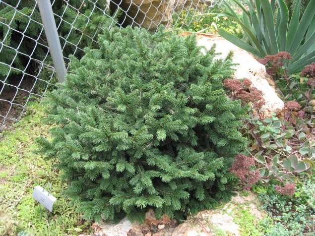 Picea abies 