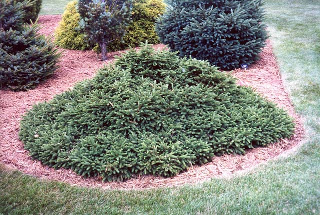 Picea abies 