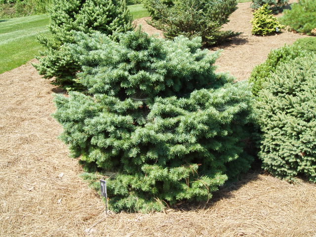 Pseudotsuga menziesii 