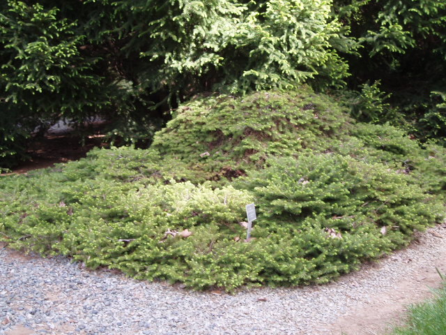 Picea abies 
