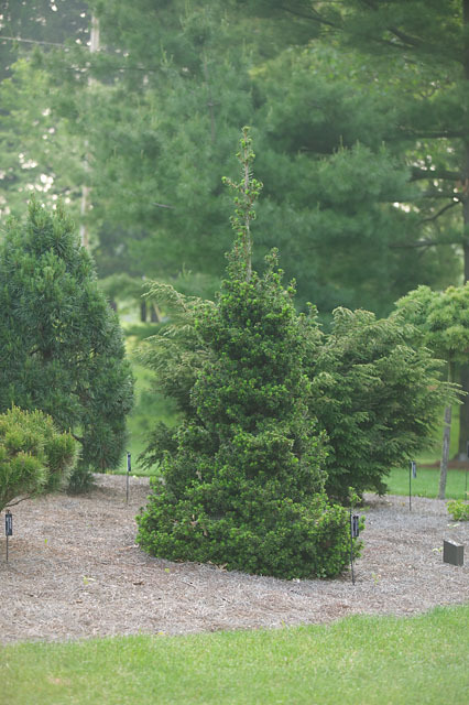 Picea abies 
