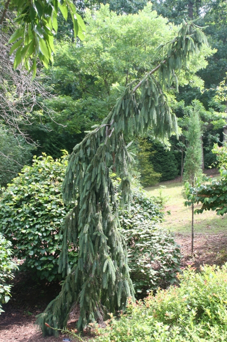 Picea abies 