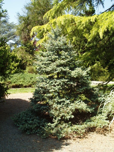 Picea pungens 