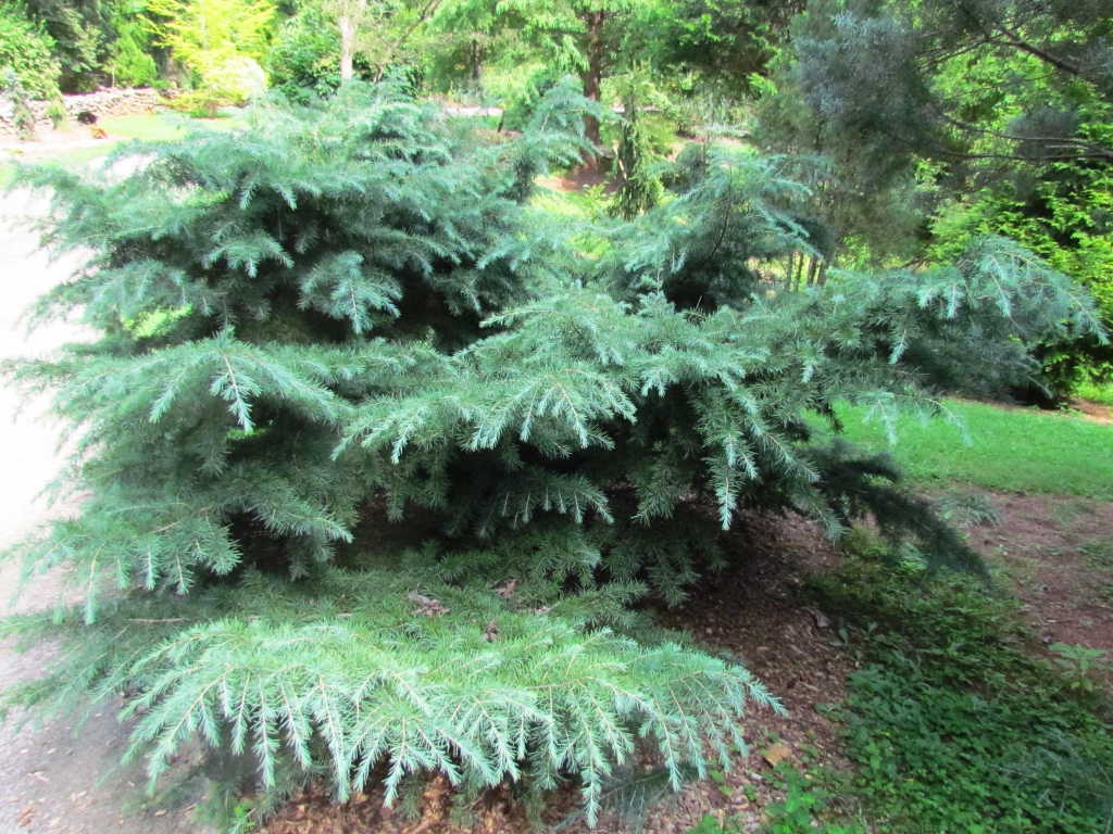 Cedrus deodara 