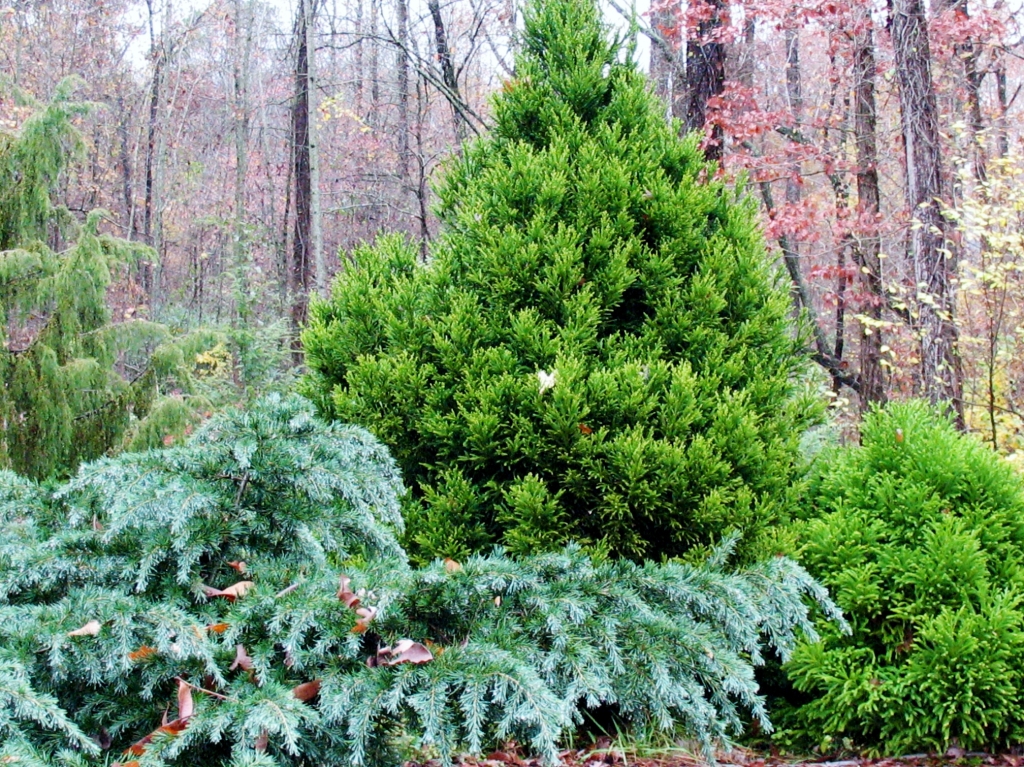 Cedrus deodara 