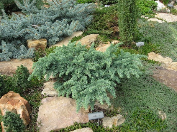 Cedrus deodara 