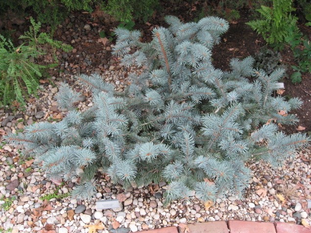 Picea pungens 