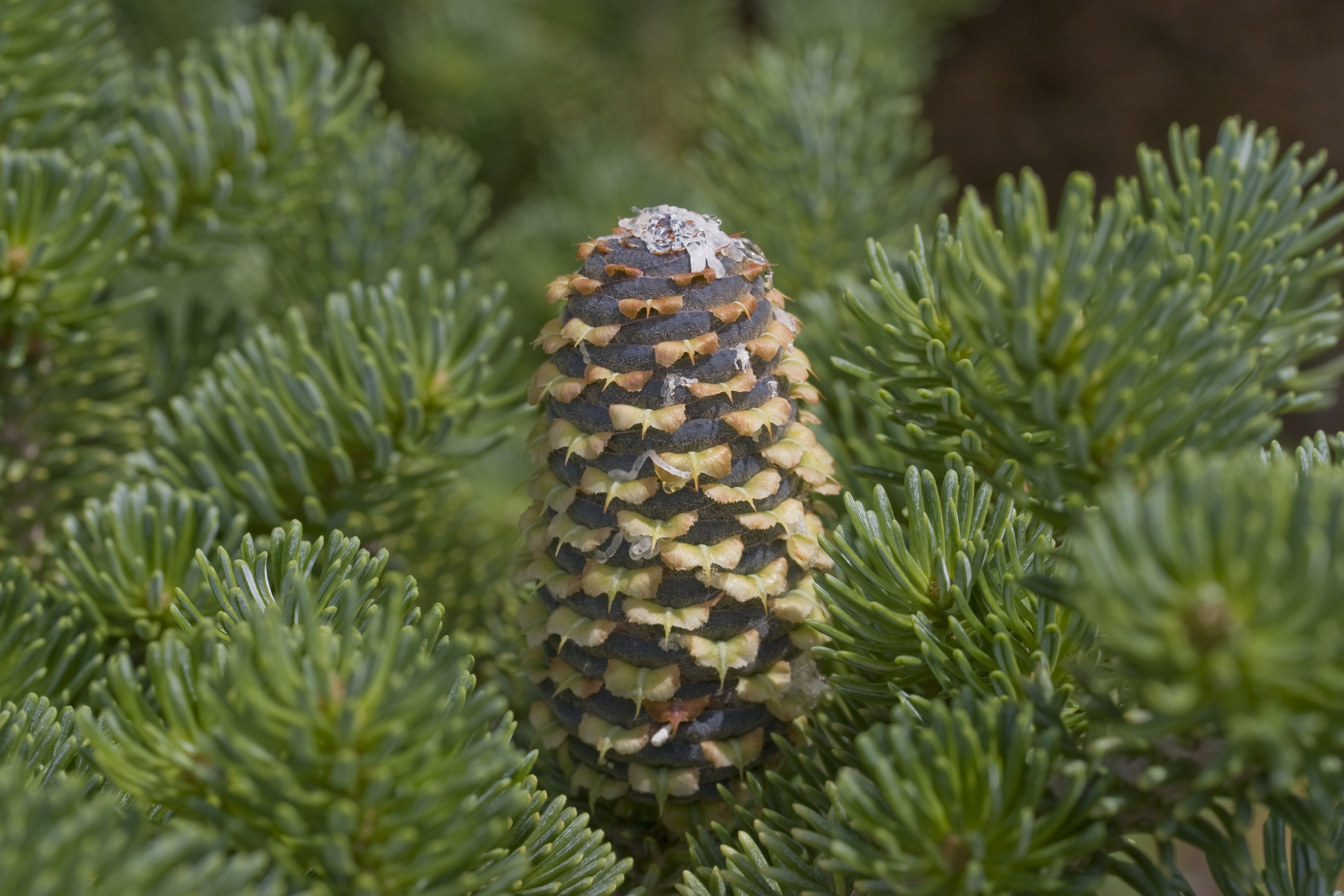 Abies fraseri 