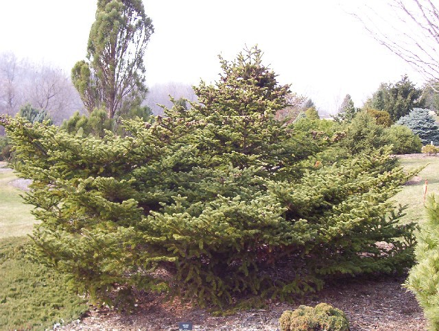Abies fraseri 