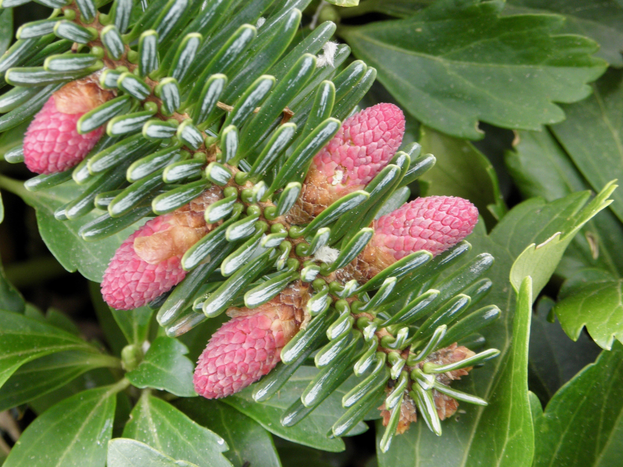 Abies homolepis 