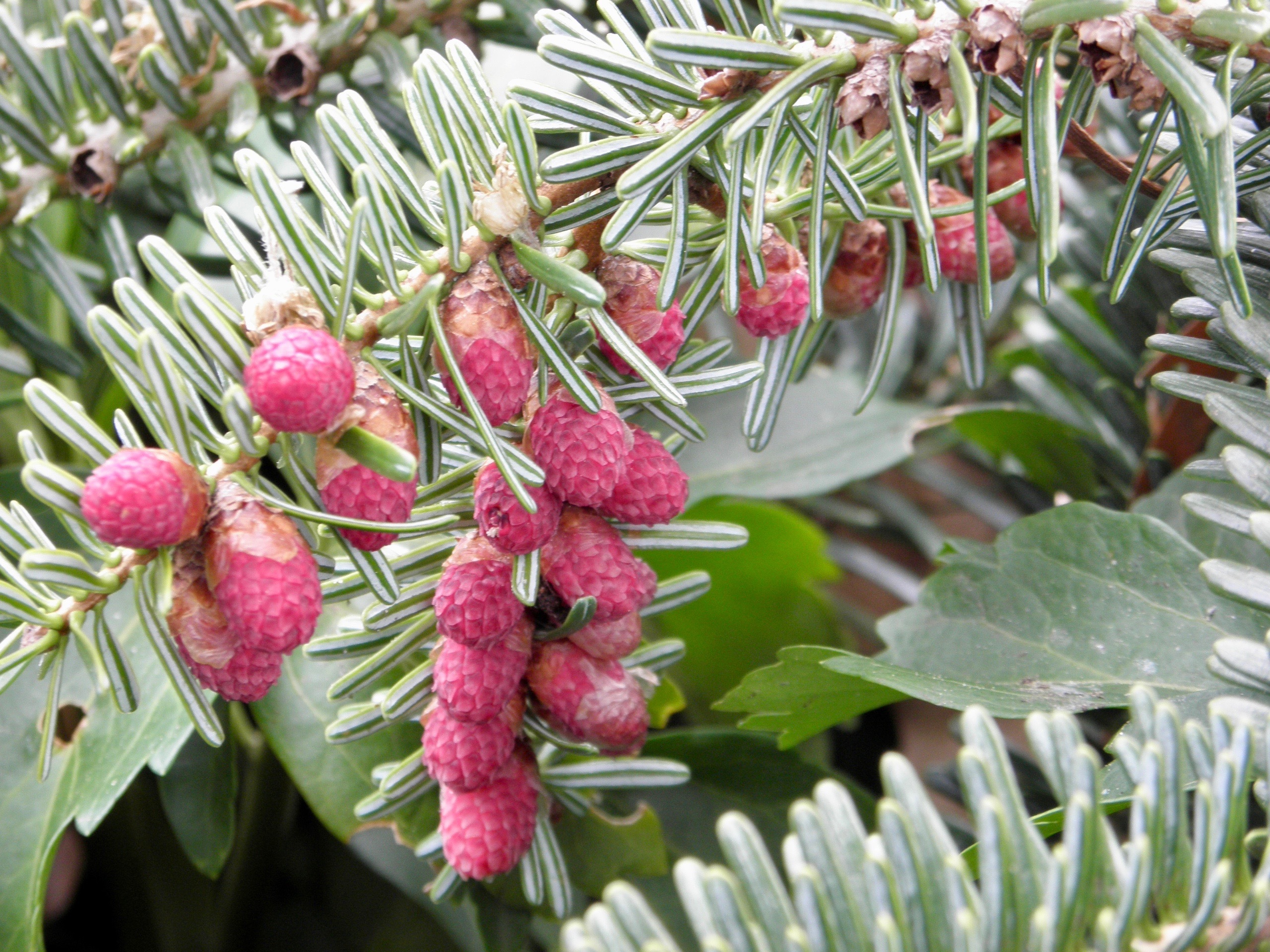 Abies homolepis 
