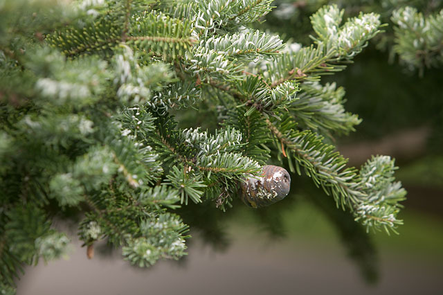 Abies homolepis 