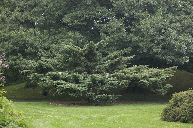 Abies homolepis 