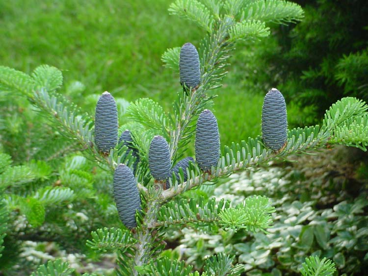 Abies koreana 