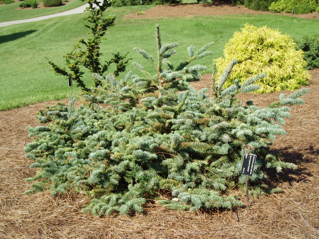 Abies magnifica 