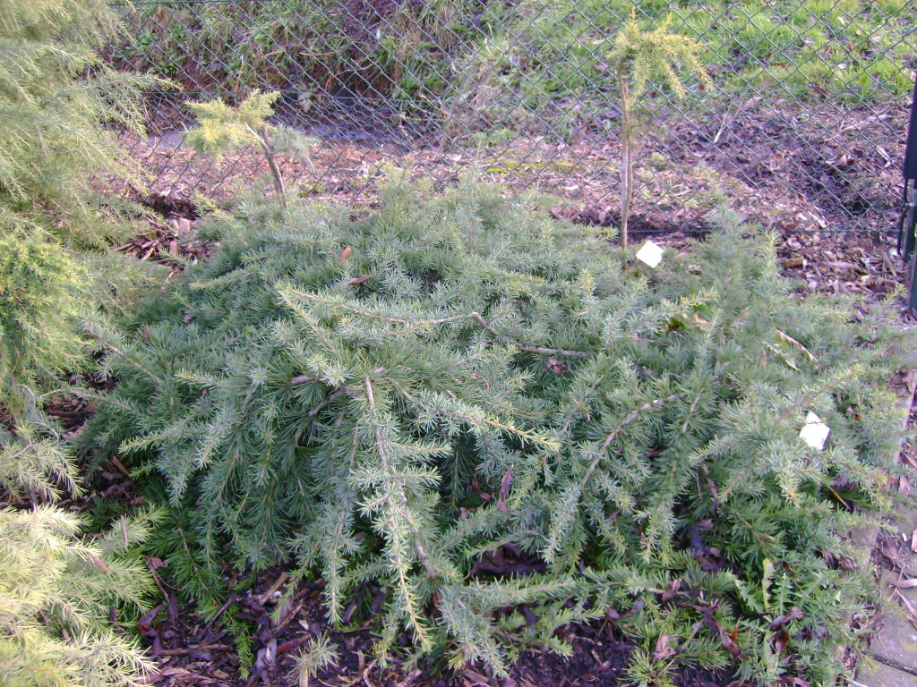 Cedrus deodara 