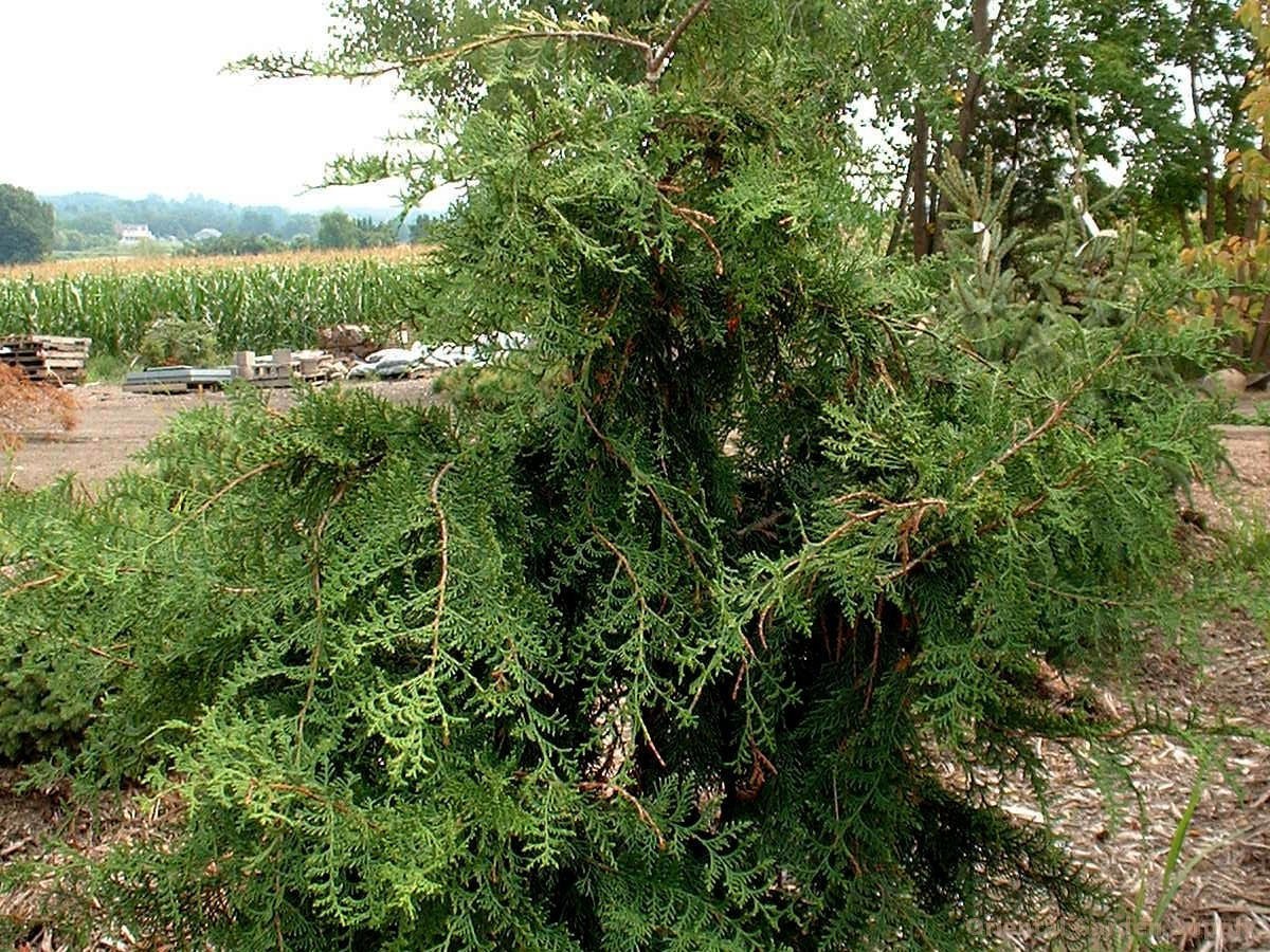 Chamaecyparis obtusa 