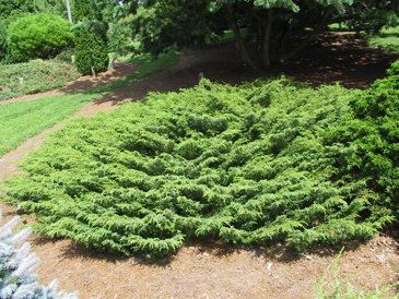 Juniperus communis 