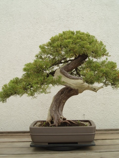 Juniperus horizontalis 