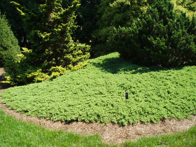 Juniperus squamata 