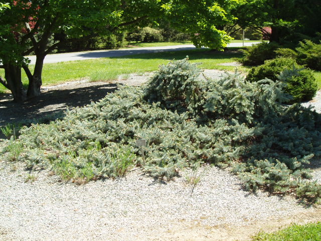 Picea pungens 
