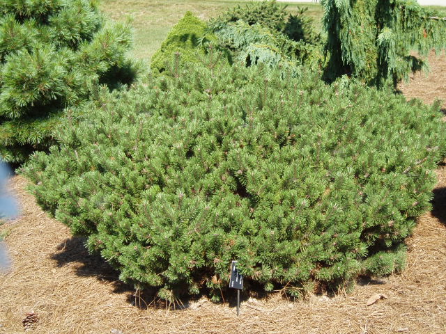 Pinus mugo 