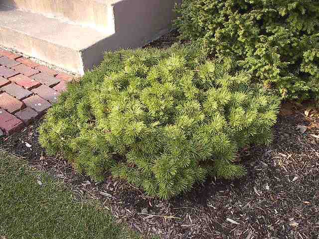 Pinus mugo 