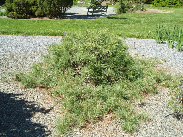 Pinus strobus 