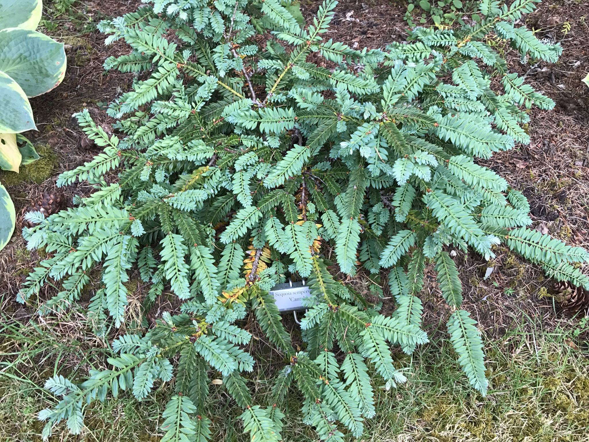 Sequoia sempervirens 
