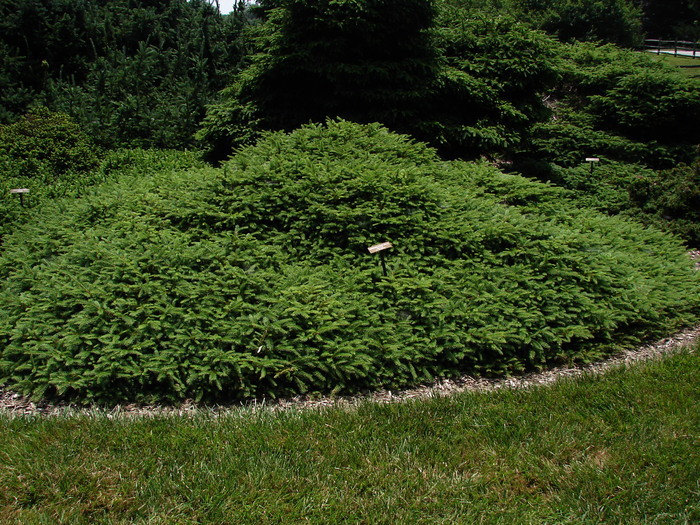 Picea abies 