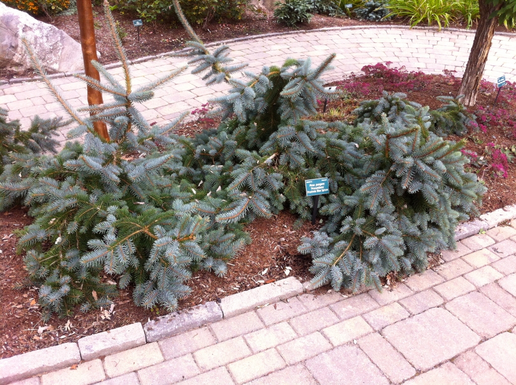 Picea pungens 