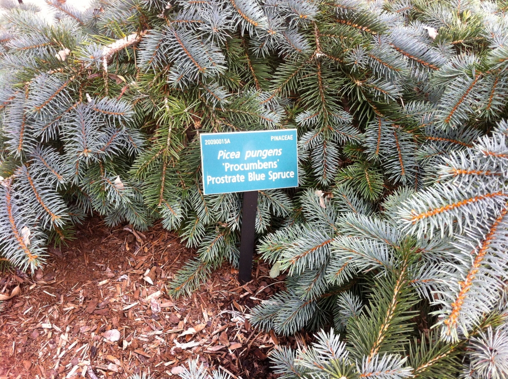 Picea pungens 