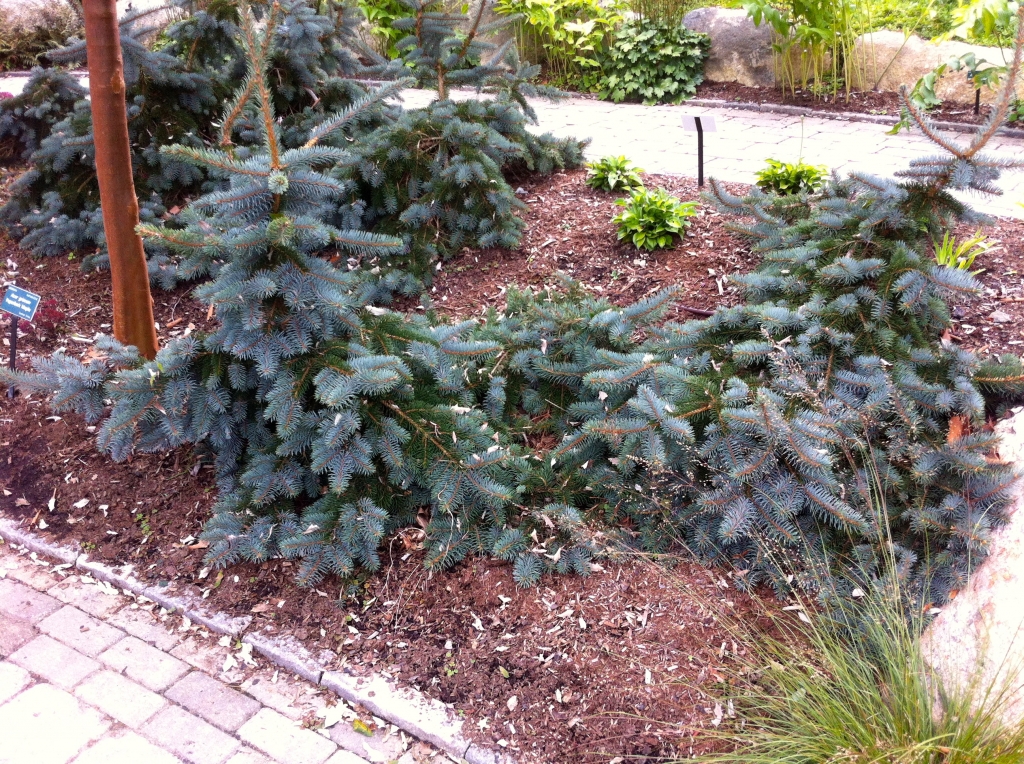 Picea pungens 