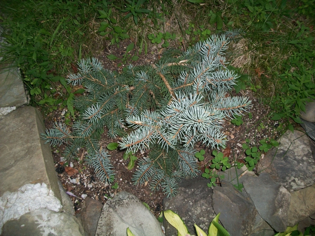 Picea pungens 