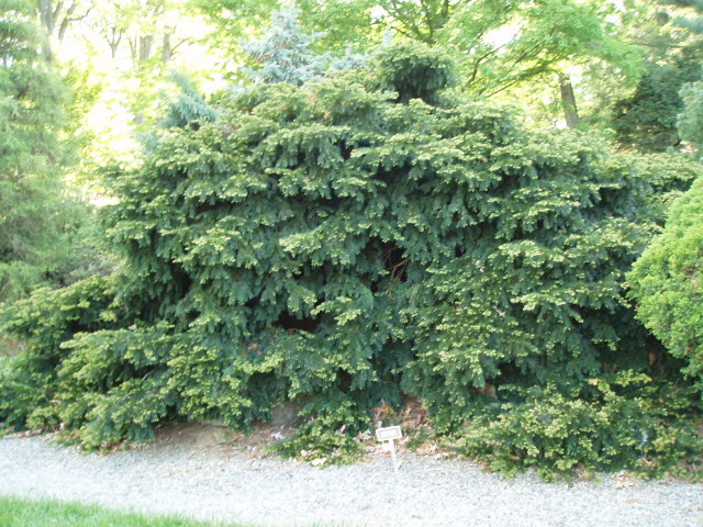 Taxus baccata 