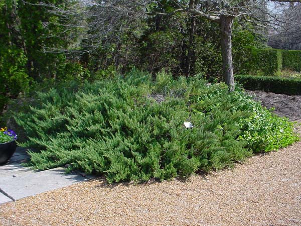 Juniperus horizontalis 