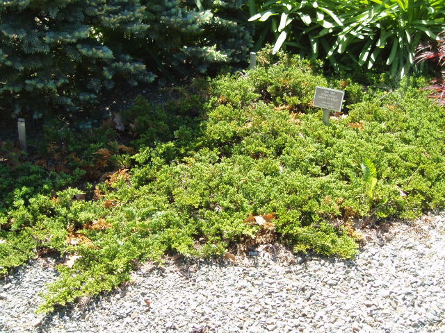 Juniperus horizontalis 