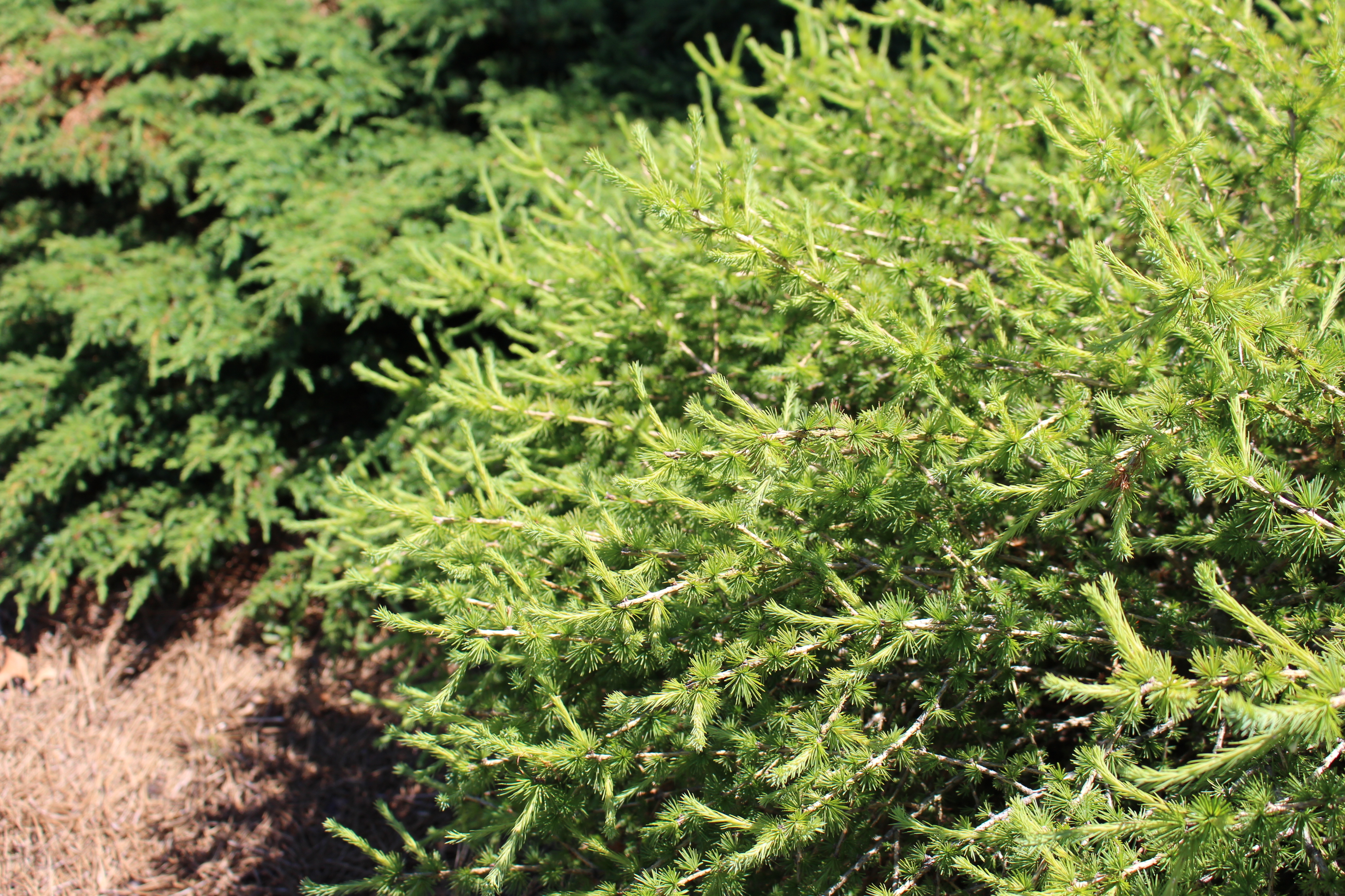 Larix decidua 