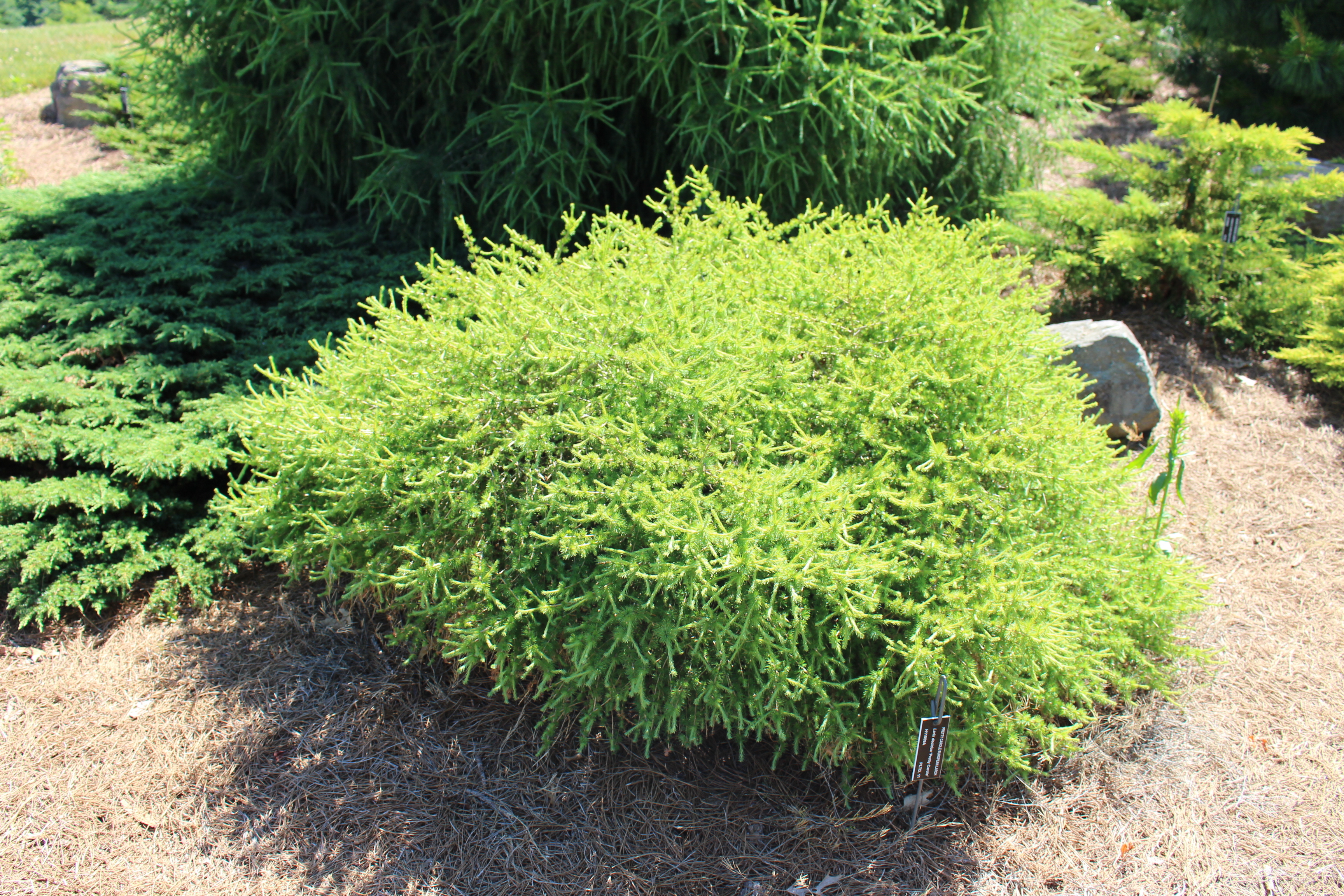 Larix decidua 