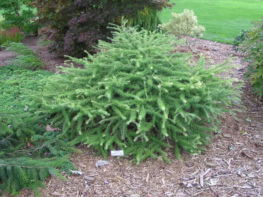 Larix decidua 
