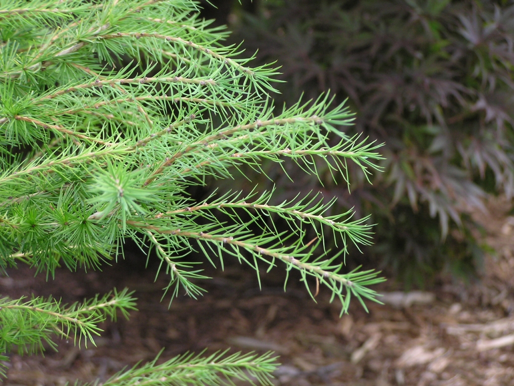 Larix decidua 