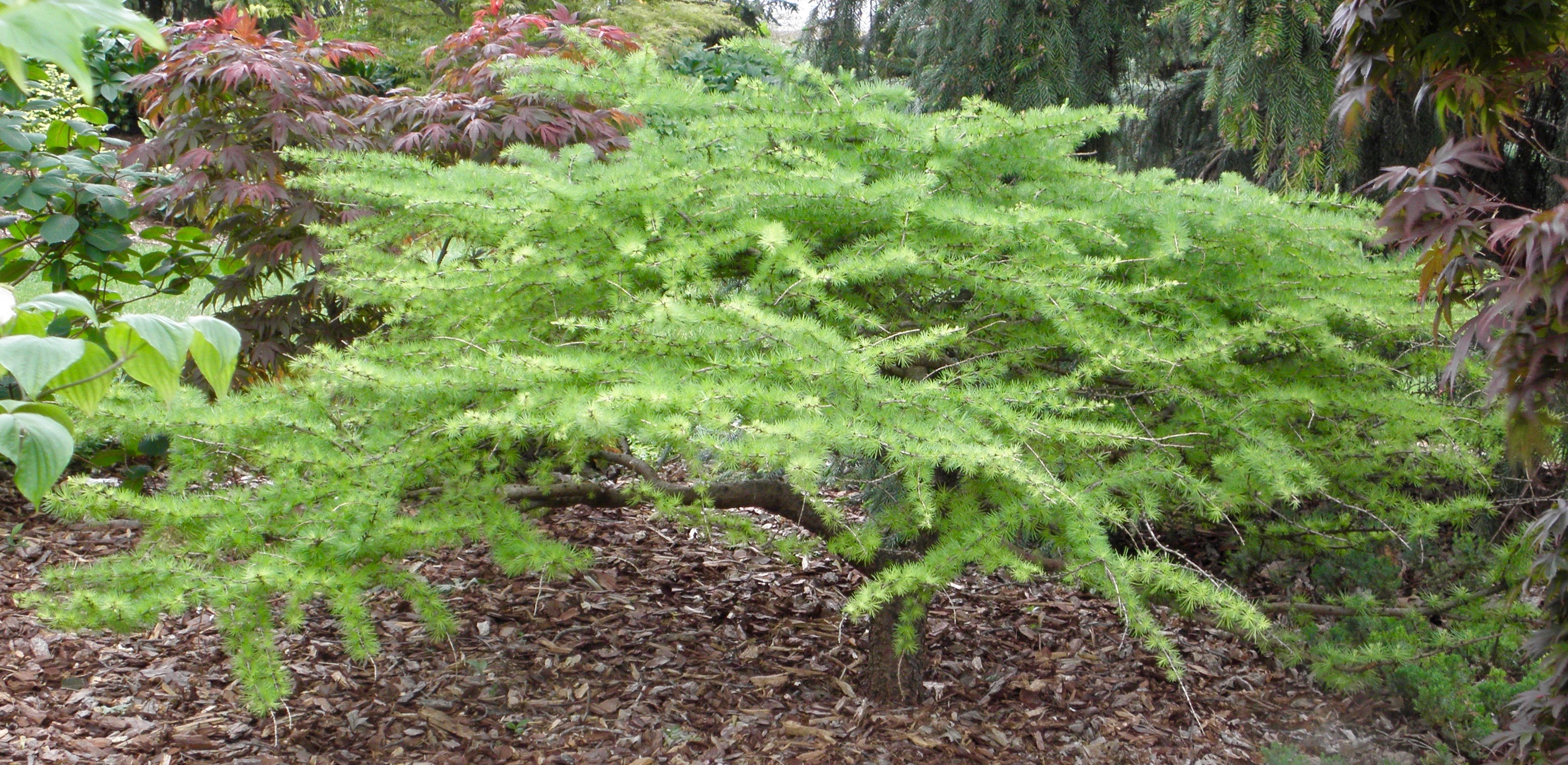 Larix decidua 
