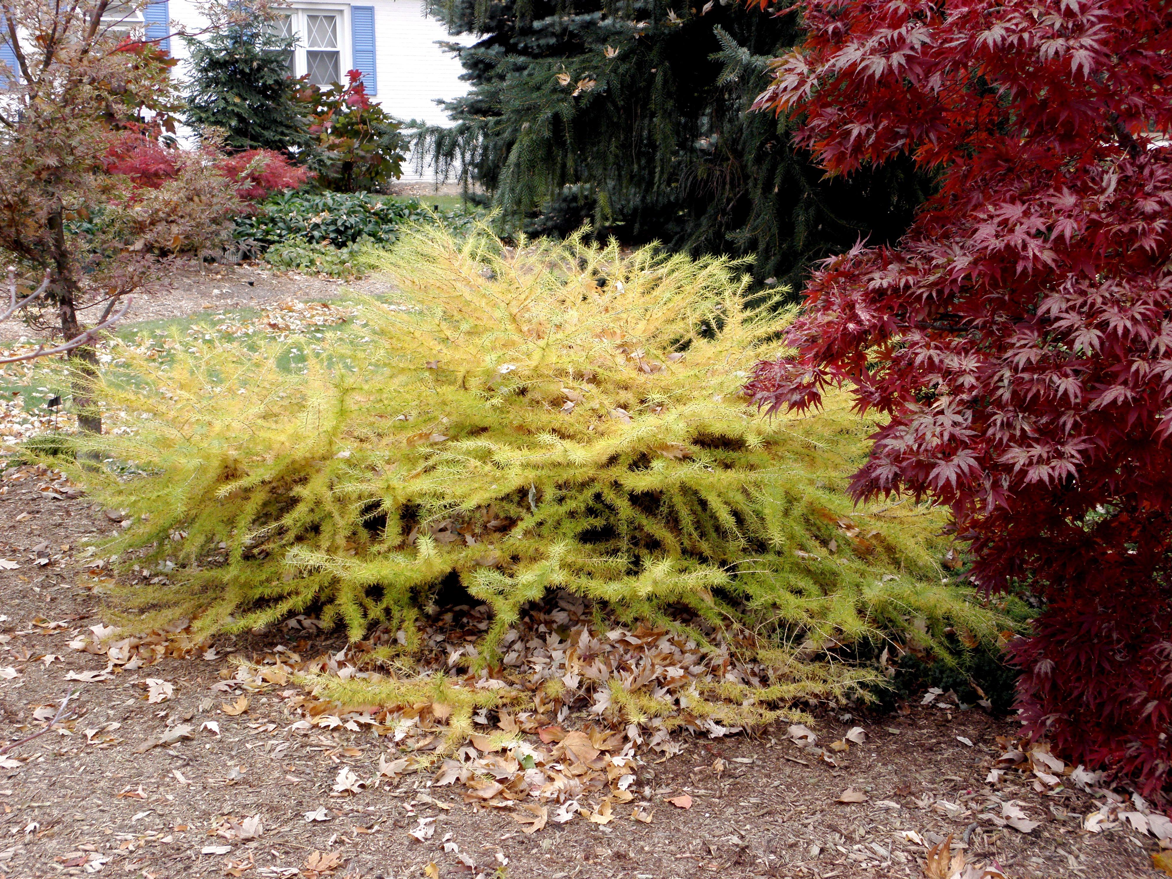 Larix decidua 