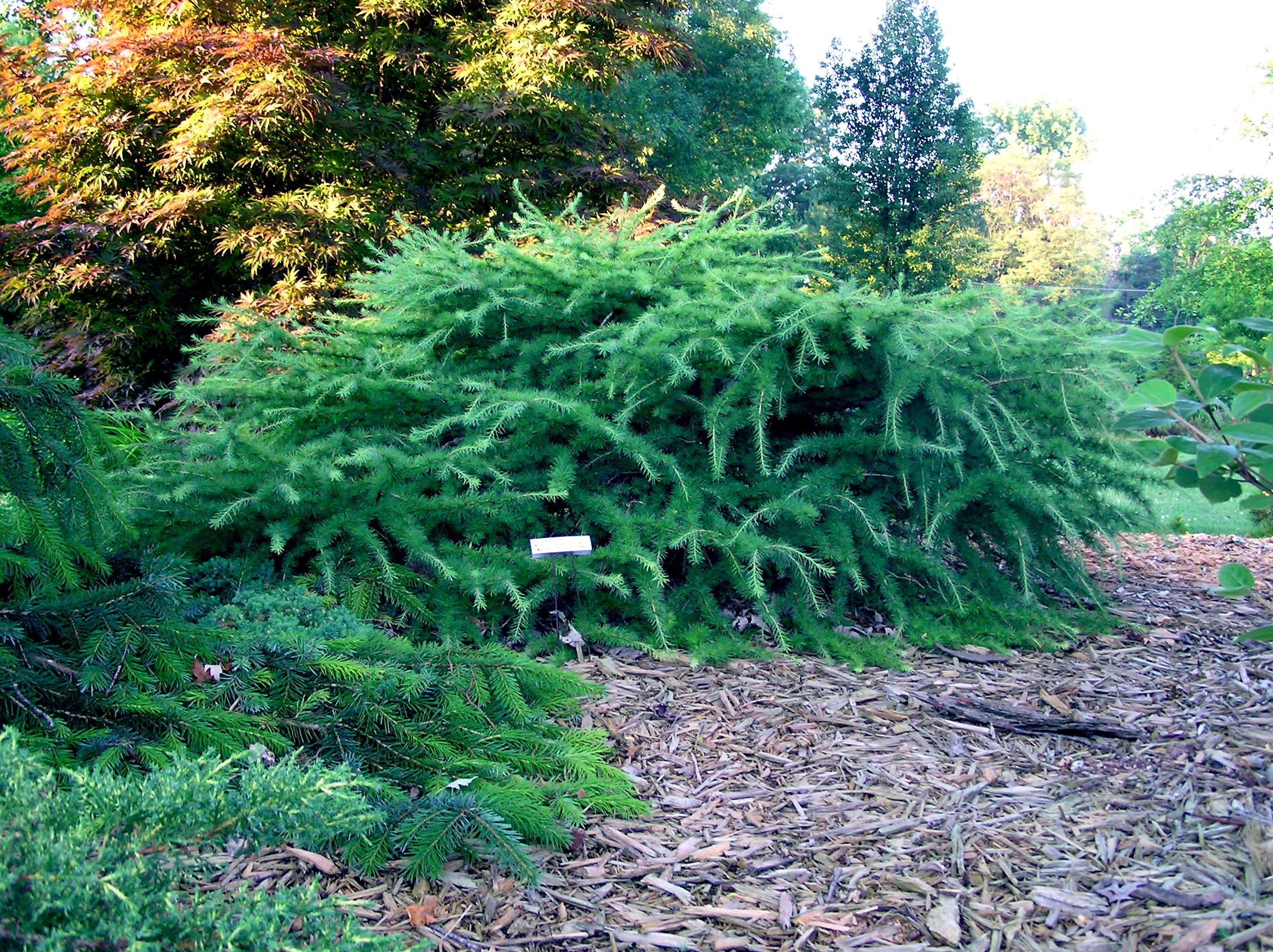 Larix decidua 